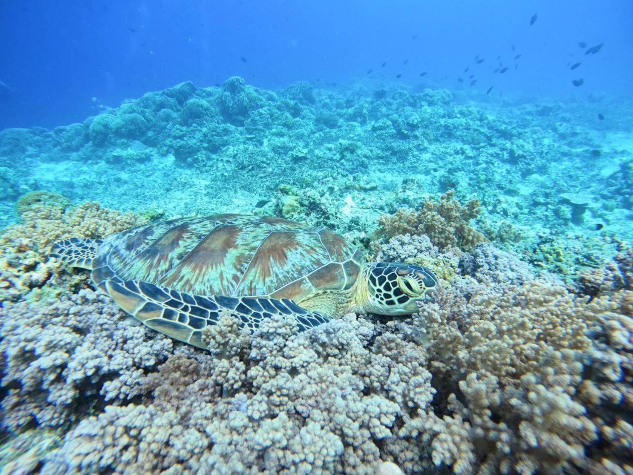 Diversia Diving Club & Bungalows Гілі-Траванган Екстер'єр фото
