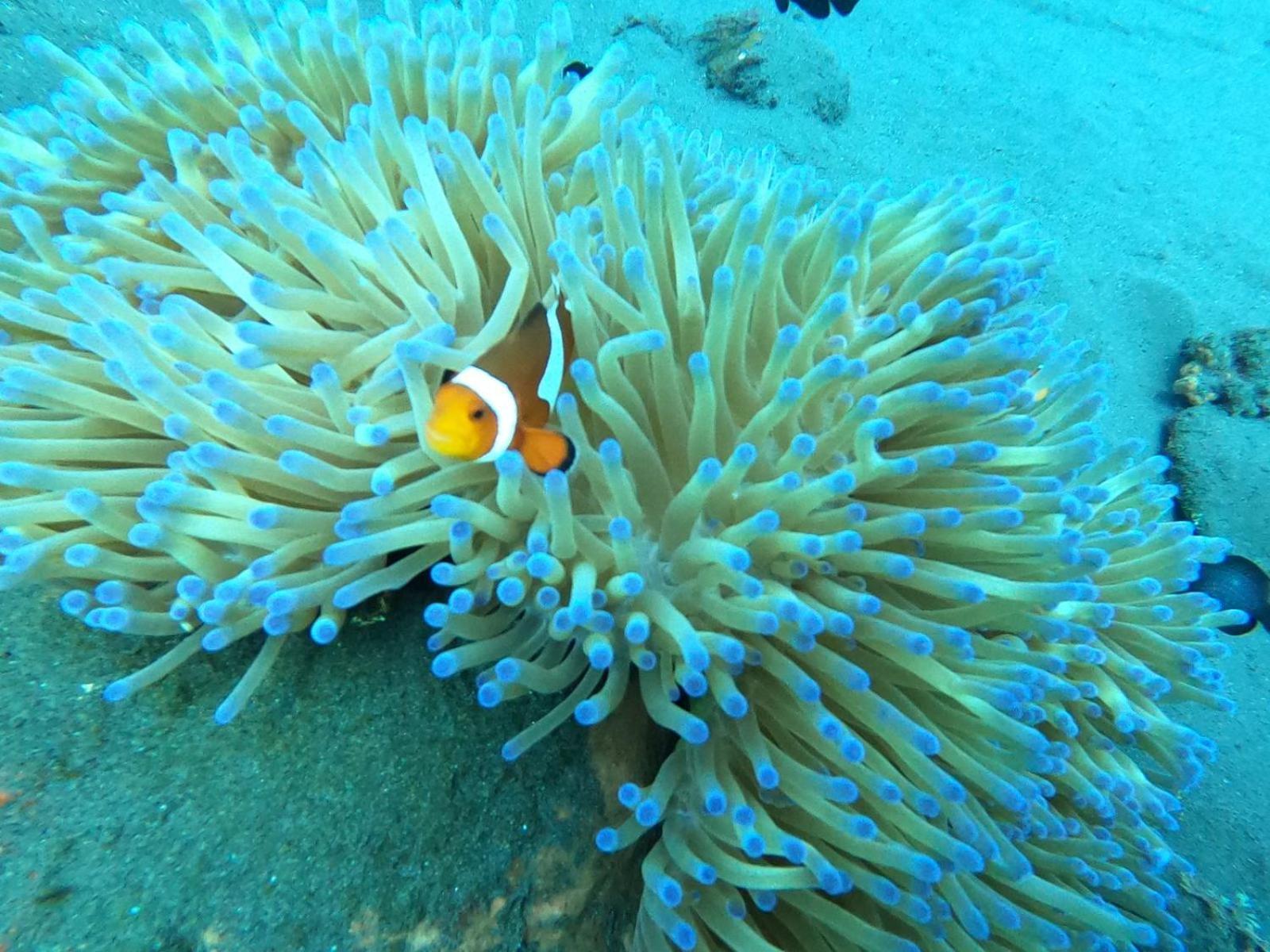 Diversia Diving Club & Bungalows Гілі-Траванган Екстер'єр фото